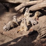 Meercats