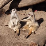 Meercats