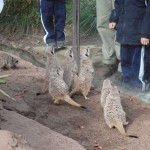 Meercats