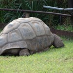 Giant Tortoise