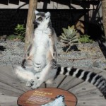 Lemur