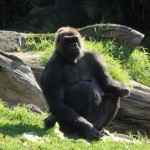 Gorilla