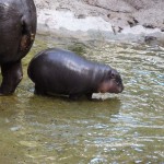 Obi the baby pygmy hippo