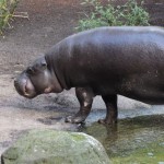 Pygmy hippo
