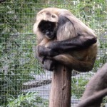 Singe non identifié