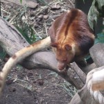 Tree Kangaroo
