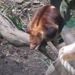 Tree Kangaroo