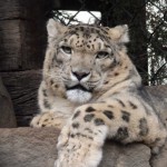 Snow leopard